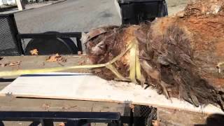 The end of the palm tree - DIY how to palm tree stump removal. Steps in description
