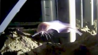 DEEPEST FISH EVER FOUND