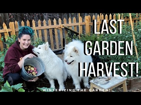 The Chickens Take Over! Last Urban Homestead Garden Harvest for 2020