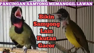 Download lagu PANCINGAN SAMYONG GACOR SANGAT LANTANG, MEMANGGIL  SAMYONG LAIN IKUTAN BUNYI DALAM DURASI PANJANG mp3