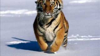 Rockcoccodrillo - Edoardo Bennato