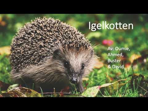 Igelkotten - av klass G4