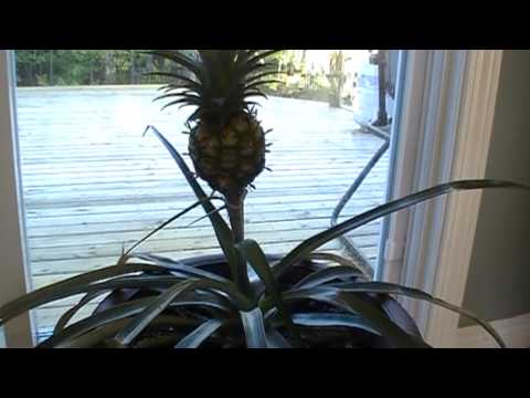 How to grow a pineapple at home (proof it works ) Video