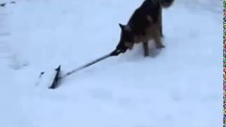 Смотреть онлайн Овчарка убирает снег лопатой