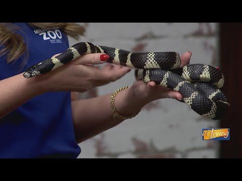 Meet Day-O: Miller Park Zoo's California Kingsnake - YouTube