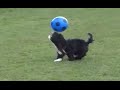 Dog Shows Off Messi Like Soccer Skills