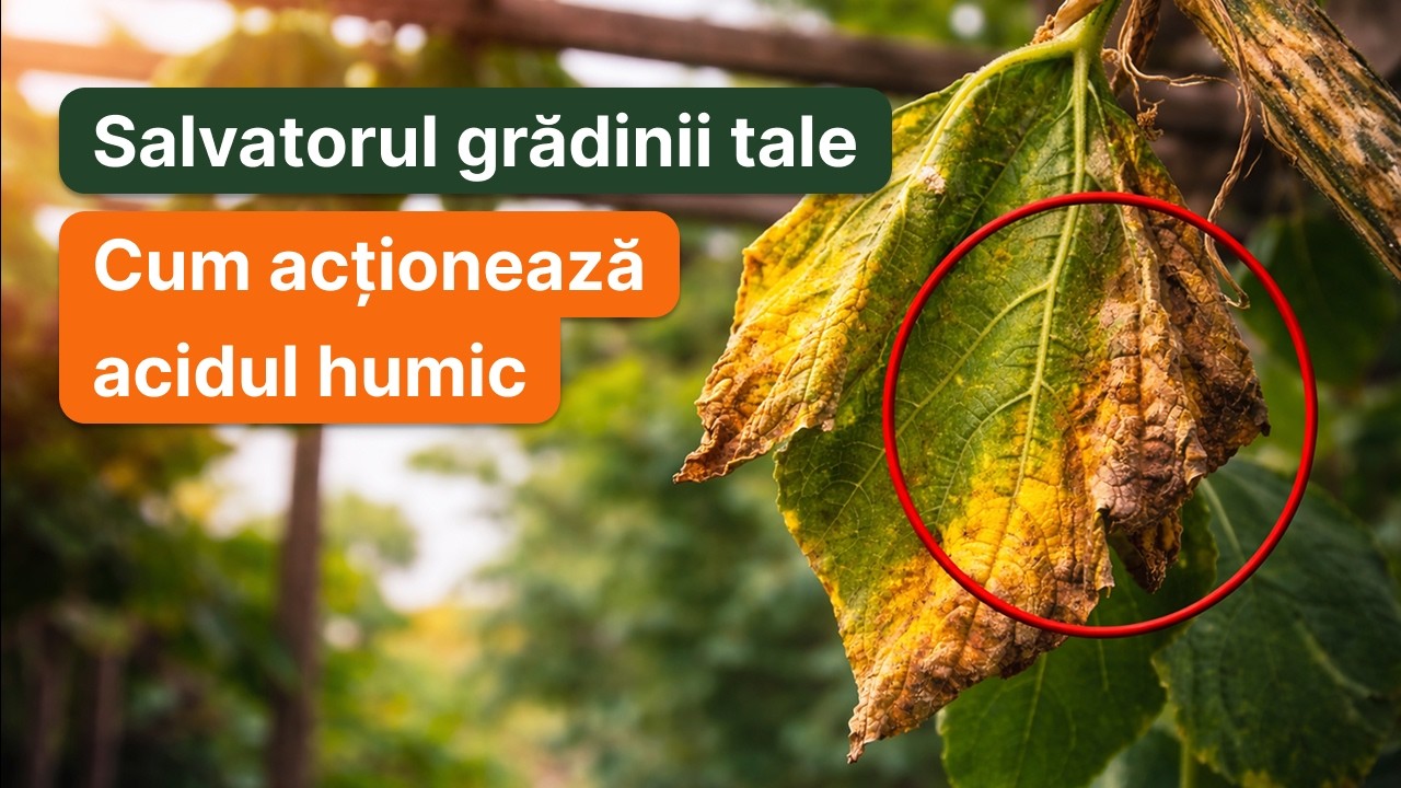 Cum funcționează Humin Garden în sol