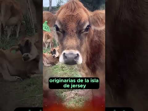, title : '🔴 Raza Bovina JERSEY ✅ Vacas Lecheras #vacaslecheras'