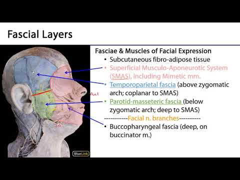 Face LO - Facial Fasciae