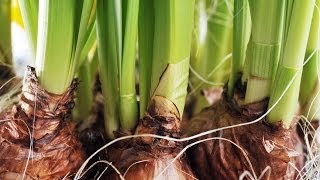 Forcing Bulbs for Winter Color -- Indoors