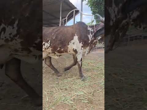 disponibles en Sonsonate santo domingo de Guzmán WhatsApp 60632341