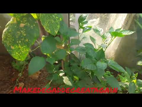 Irgendwas is immer #Folge 13