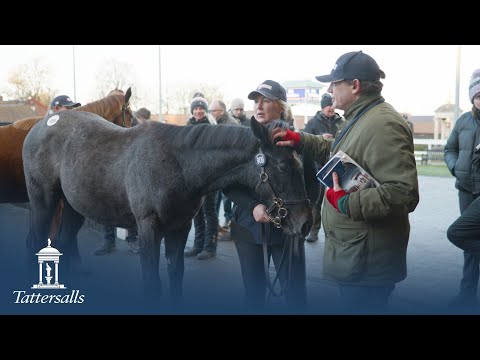 Tattersalls December Foal Sale 2023, Day 3 Review