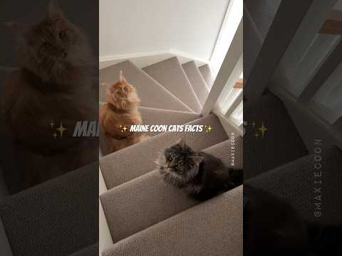 Maine Coon Cats 101 😻 Basics ✨ #mainecoon #catfacts #learnonyoutube