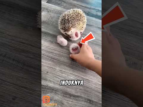 Gak Sakit Pas Melahirkan? Rahasia Kenapa Bayi Landak Mini Teksturnya Mirip Lidah kenyal