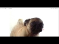 PUG LICKING MY SCREEN FOR THE ENTIRE VIDEO
