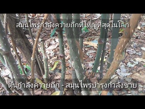 รักษาความอ่อนแอทางจิต วิธีง่ายๆในการเพิ่มความแข็งแรง