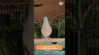 Download lagu Suara Burung Merpati Zebra Terapi suara burung #burung #suaraburung #nyanyianburung #lanskapsuaraburung #burungbernyanyi mp3 Download lagu Suara Burung Merpati Zebra Terapi suara burung #burung #suaraburung #nyanyianburung #lanskapsuaraburung #burungbernyanyi mp3