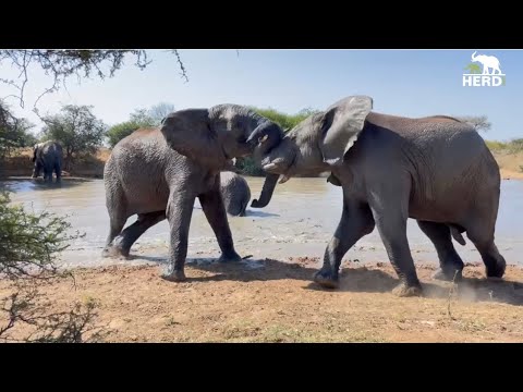 Young Elephant Bulls, Mambo & Zindoga Go Trunk to Trunk at the Waterhole!