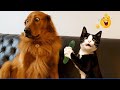 Smarty Funny Animal Video Clips The Funniest Cat Dog Moments Compilation
