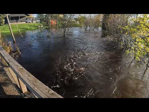 Pattijoki tulvii 13.10.2023