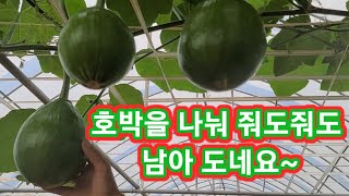 와~~호박농사  제대로네~나눠줘도줘도 남아도네요 애호박,마디호박,풋호박 호박전및 밥반찬용으로 딱좋은 호박 전…
