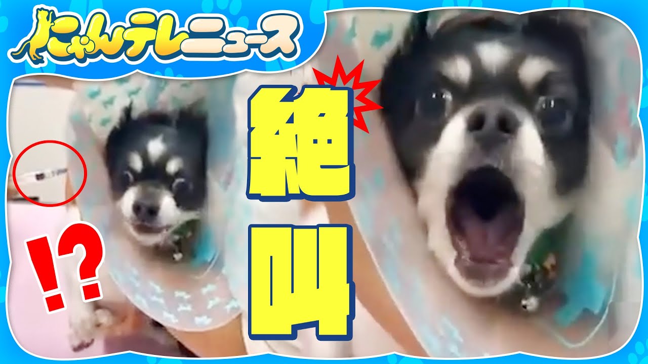 【チワワ】大絶叫する動画が話題に！いったいなぜ？/スゴ技！ヘディングチワワ！/高速道路をチワワが爆走⁉