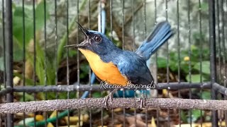 Download lagu pancingan tledekan gunung ampuh cepat gacor,dan bikin tambah fighter mp3