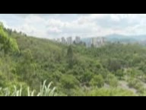 Rare white lions find new home at Venezuelan Zoo