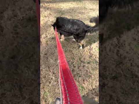 Dog Walking ASMR #12