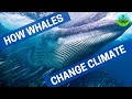 How Whales Change Climate 