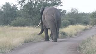 WILD Elephant Strolls Down Safari Road!🐘💯