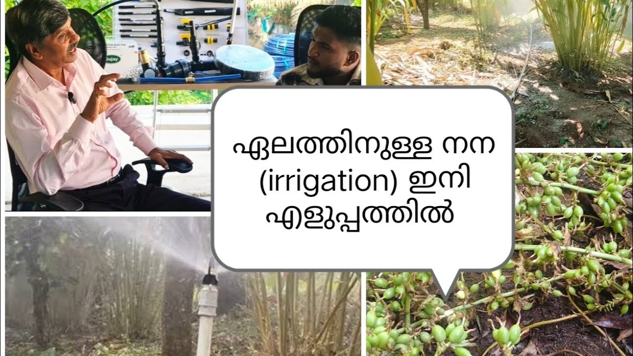 ഏലം വേനൽക്കാല നന irrigation,ആവിശ്യമോ, ഇനി എളുപ്പത്തിൽ ചെയ്യാം | cardamom price | cardamom buy
