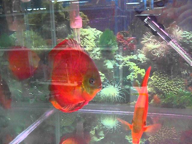 sunny discus in hong kong china discus aquarium 七彩神仙魚