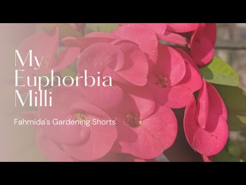 My Euphorbia Milli/Crown Of Thorns || Fahmida's Gardening || #shorts