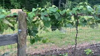A walk along our Grapevines