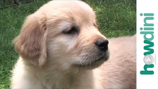 How to potty train a puppy - Housebreaking your dog