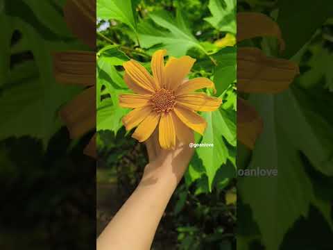 #music #song #love #plants #hibiscus #garden #goa #plantlover #green #gardening #sunflower #sunset