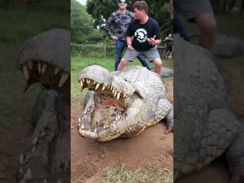 Giant Crocodile Nearly Bites My Dad In Half ( legit )