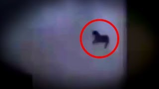 5 Pegasus Caught on Camera & Spotted In Real Life!