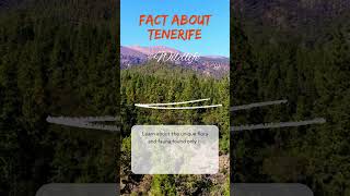Download lagu Talk_to_ME_Tenerife - Tenerife's Endemic Species #canary #tenerife #discovering #explore mp3