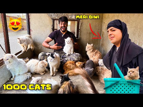5 LAKH KI CATS K SATH | CATS WORLD | MISHKAT KHAN | THE FUN FIN