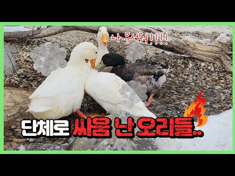 , title : 'ㅎㄷㄷ 암컷 하나를 두고 싸우는 세 수컷 오리'