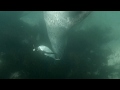 A Leopard Seal Catches A Penguin