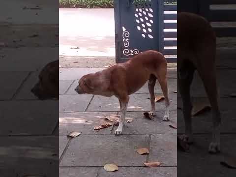 Cute Dog Funny Videos Part 83 #shorts #trending #amazing #funny #comedy #dog