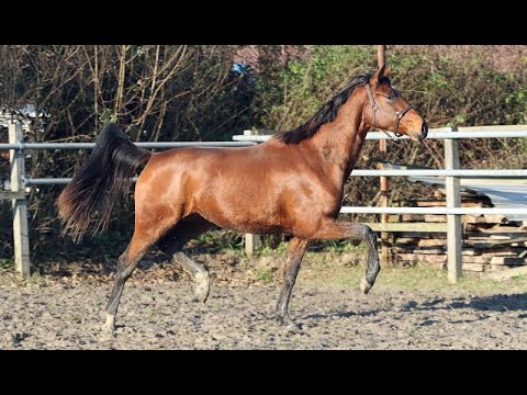 *2019 Stute von Erdinger SOLD!!!