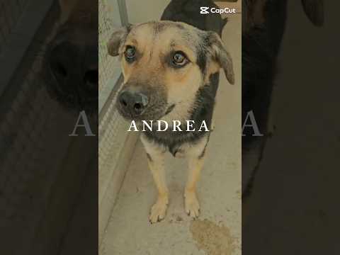 Regalo Andrea Splendido Giovane Simil Pastorino Cerca Casa