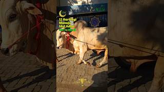 Download lagu 12 Hari Menuju Idul Adha 2026 🐐🌙#iduladha #hariraya #eidmubarak #sapi #kurban#fyp#shorts#haji#quotes mp3