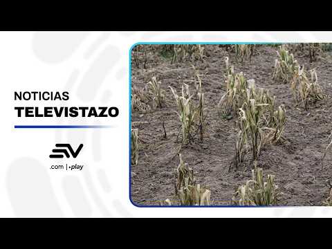 Cultivos afectados por el cambio climático | Televistazo | Ecuavisa