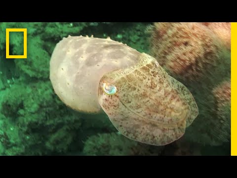 タコイカと脊椎動物の目の違い。人間の目,眼の名称